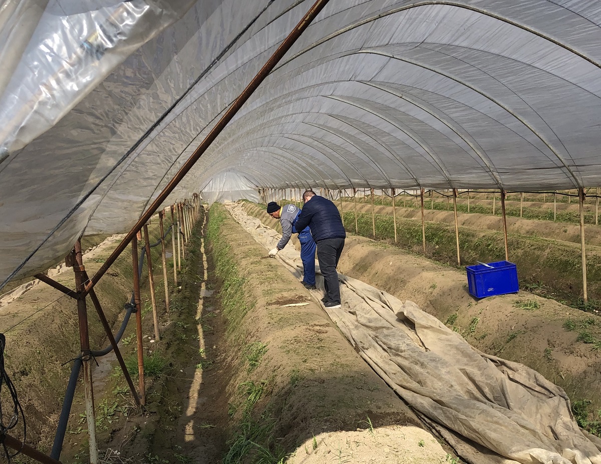 Coldiretti Verona speculazioni prodotti locali asparagi serra