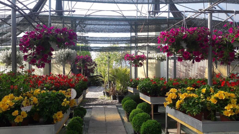 IMAGO ECONOMICA 202 - fiori in Veneto vivai vivaio garden vendita di piante