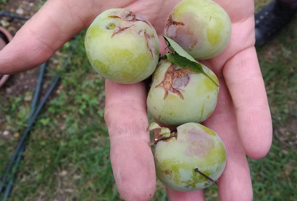 grandine susine Cia Verona