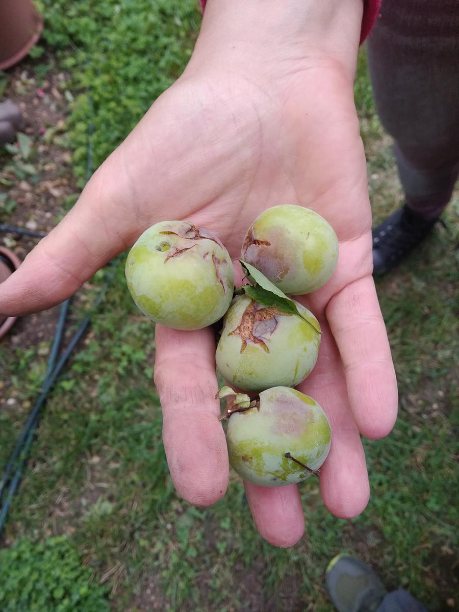 grandine susine Cia Verona