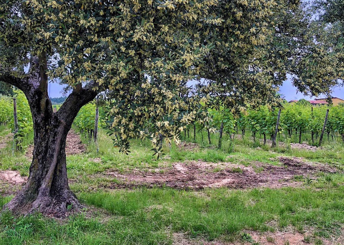 olivo olive veronesi