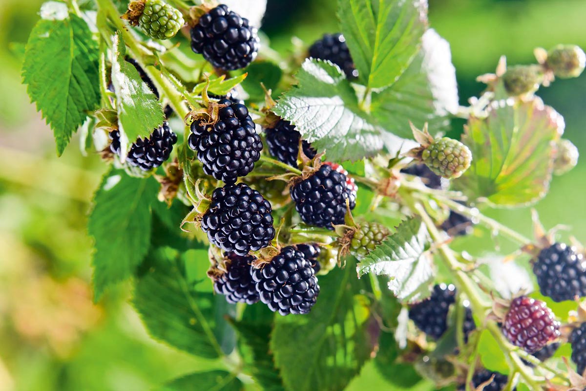 piccoli frutti Confagricoltura more