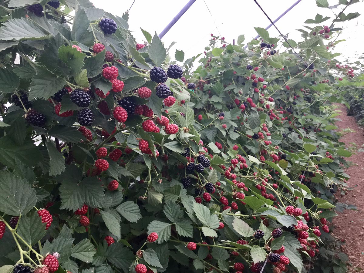 piccoli frutti Confagricoltura