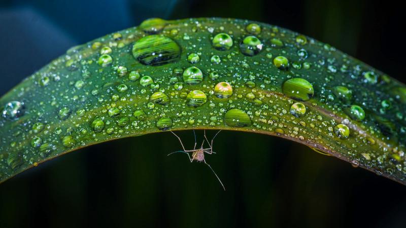 anti zanzare a Verona zanzara