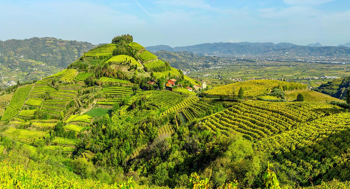 soave paesaggio colline vitate del soave