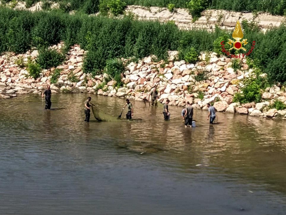 vigili del fuoco pesci albaredo d'adige torrente alpone canale leb