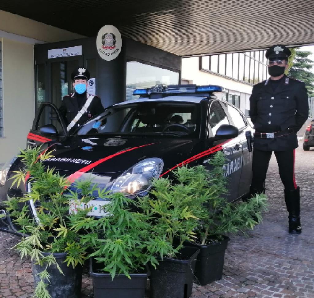 Porto di Legnago cannabis carabinieri
