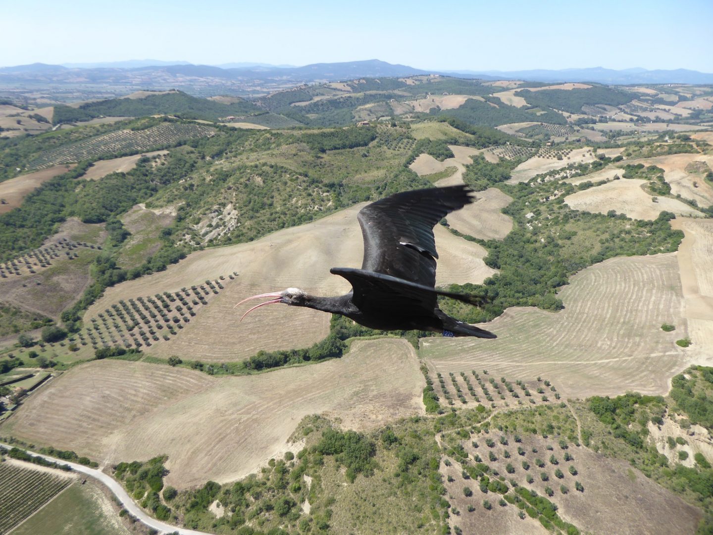 ibis eremita parco natura viva bracconaggio volatili uccelli progetto life+