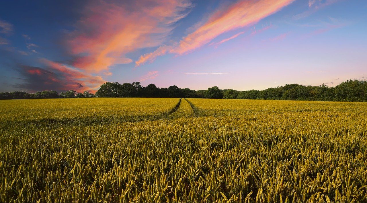 campagna campi agricoltura frumento paesaggio campo