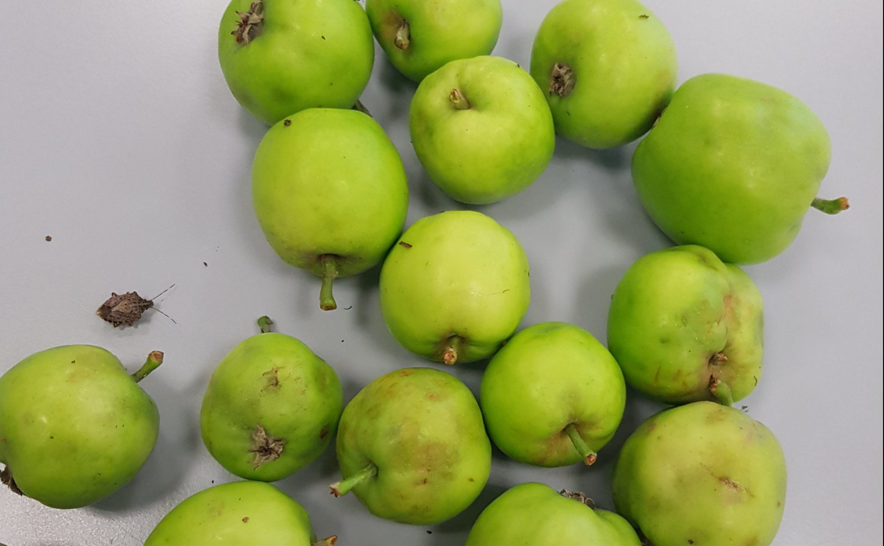 mele cimice asiatica