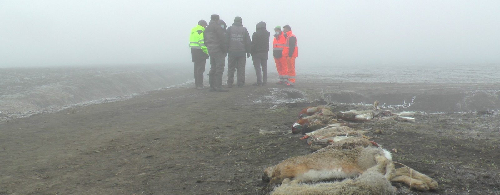 Strage animali Gazzo Veronese