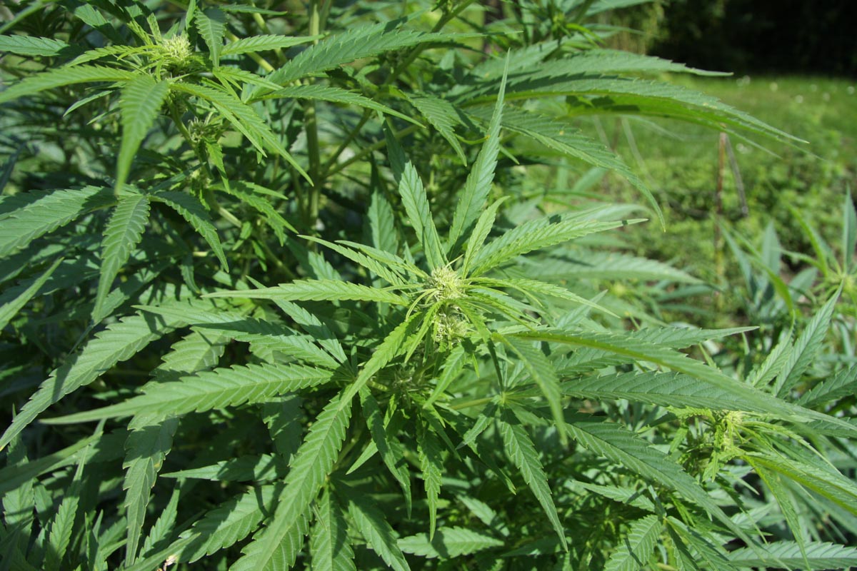 Pianta di Cannabis Sativa - Foto Chmee2 da Wikipedia, Creative Commons Attribution 3.0 Unported - Canapa a Verona