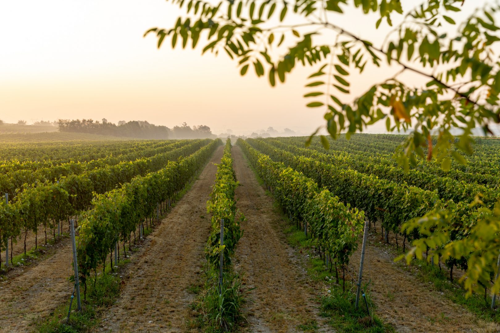 Zeni1870 Vigneti_Lugana