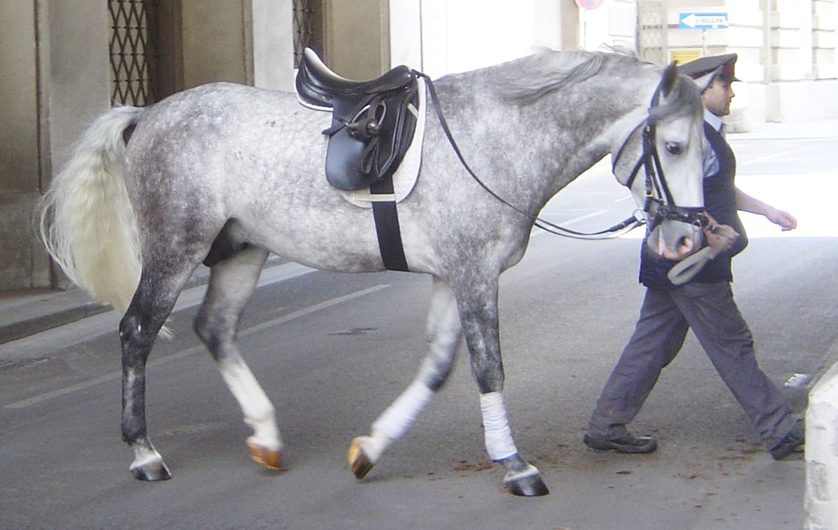 Cavallo Lipizzano