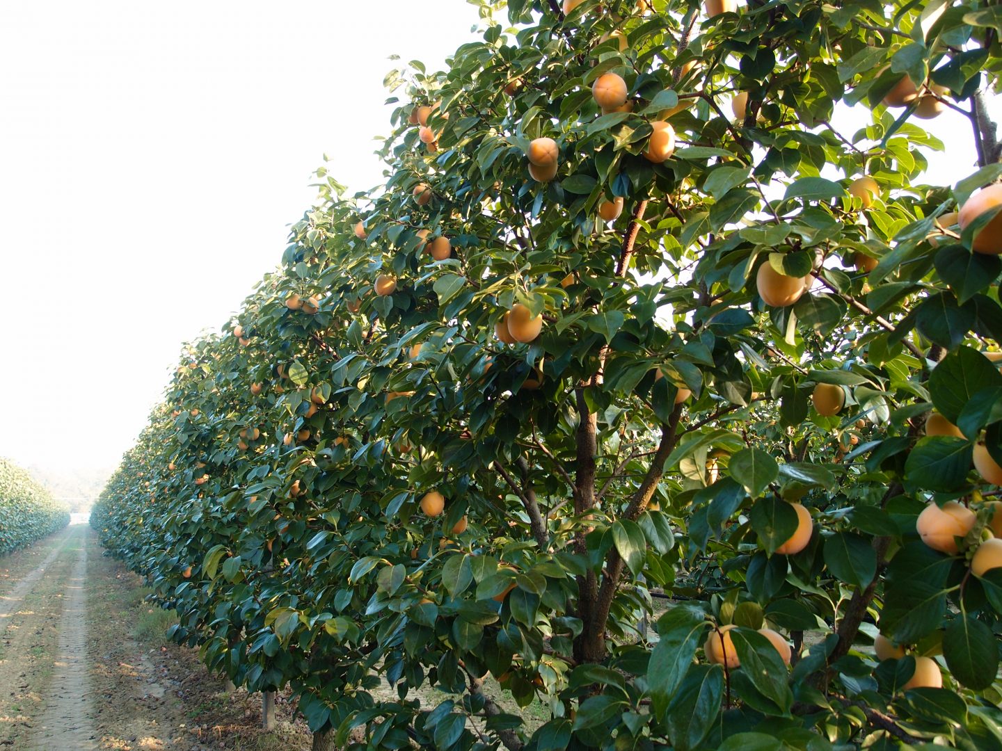 apofruit alberi da frutto coltivazioni albicocche