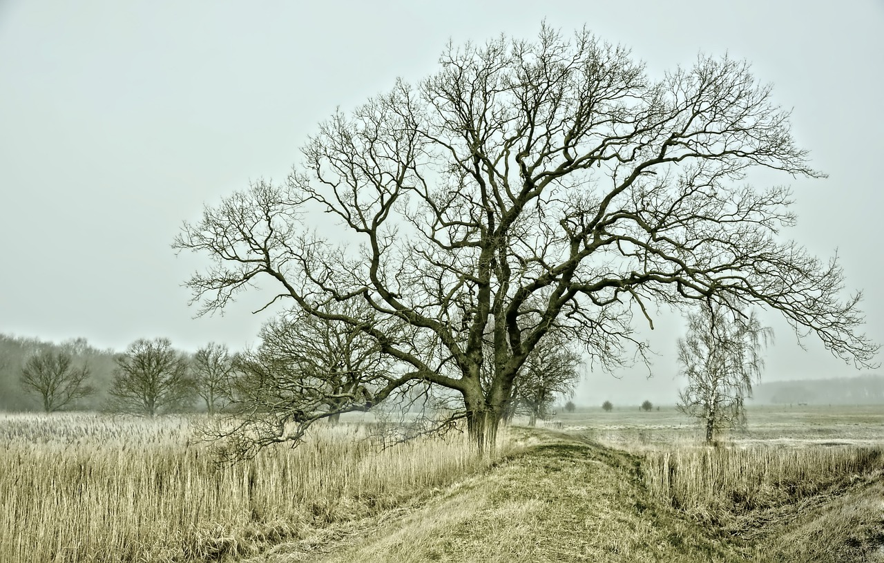 gelo campi gelate freddo