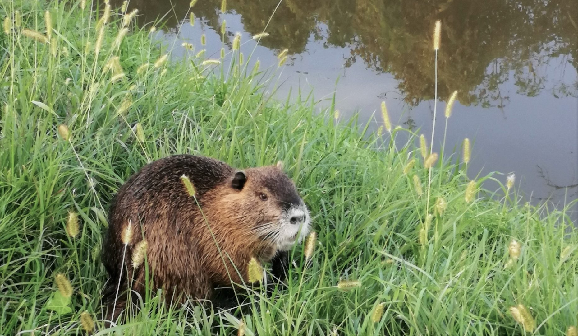 nutria