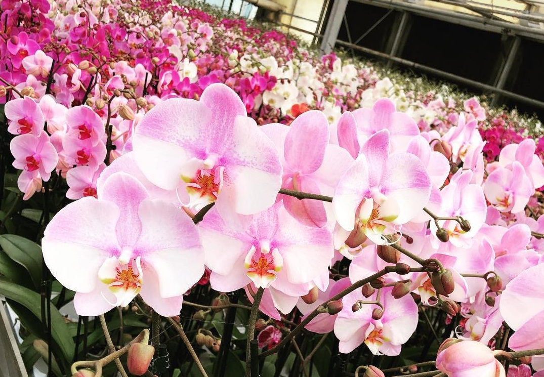 Orchidee in un vivaio.