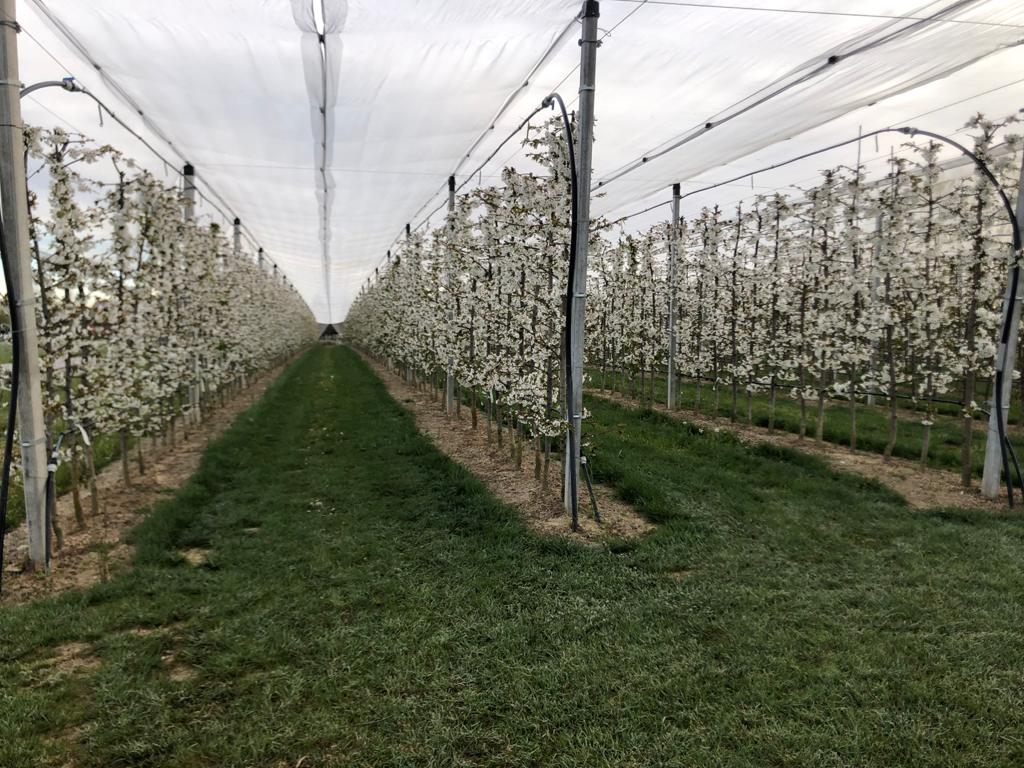 Gelate colture veronesi impianto antibrina