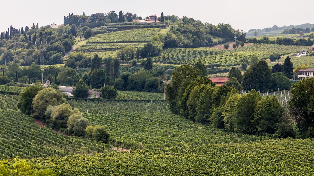 Sommacampagna - colline - Foto Studio Cru per Consorzio di Tutela del Bardolino