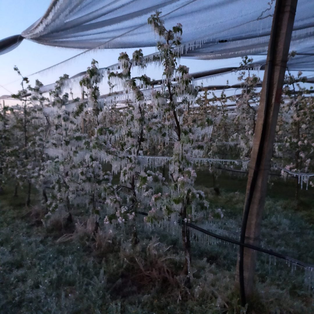 gelate ghiaccio freddo coltivazioni ciliegi ciliegie