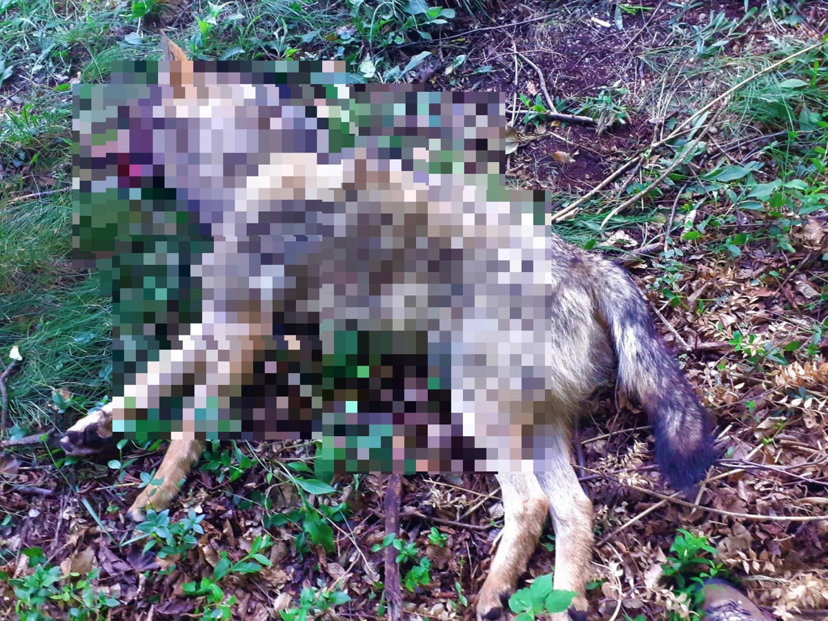 Lupo investito a Dolcè