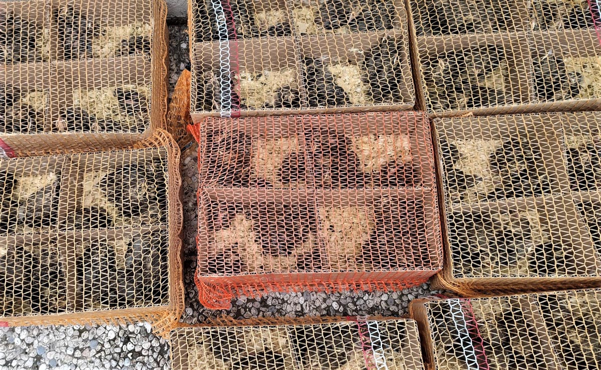 I pulcini selvatici scoperti sull'A4