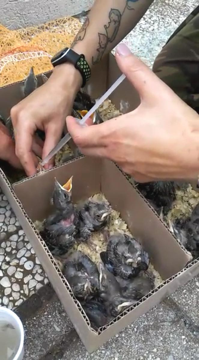 I pulcini selvatici scoperti sull'A4