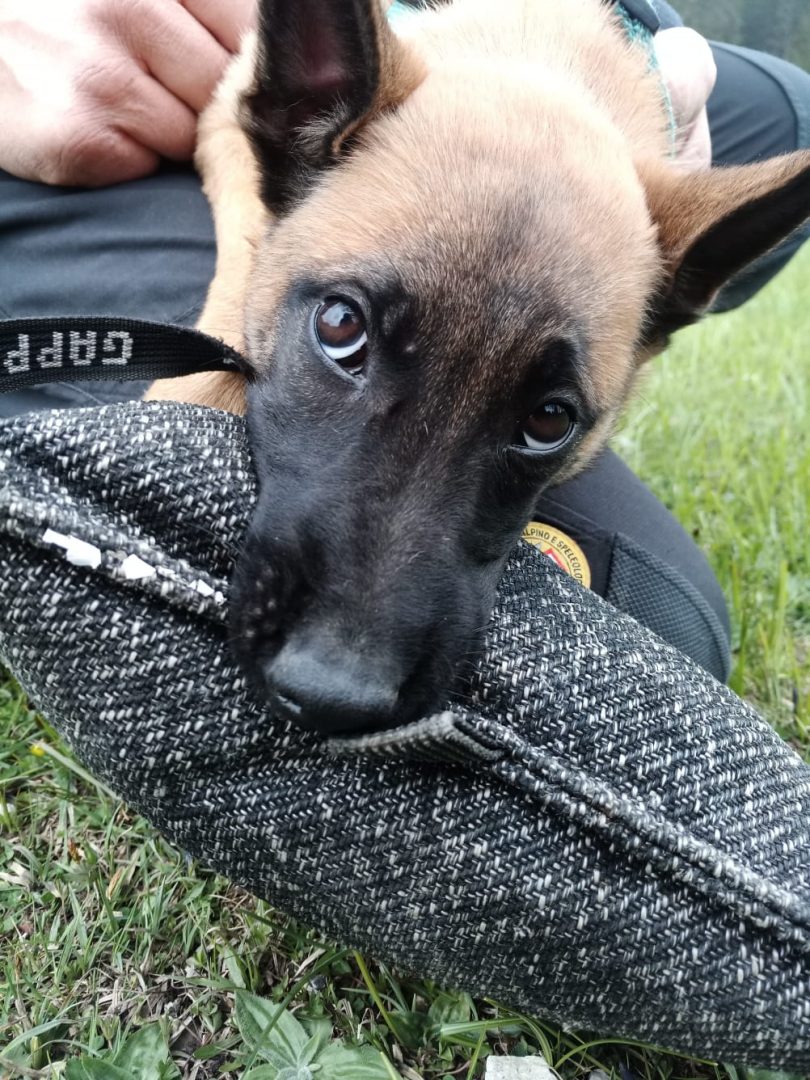 Unità cinofile cani soccorso