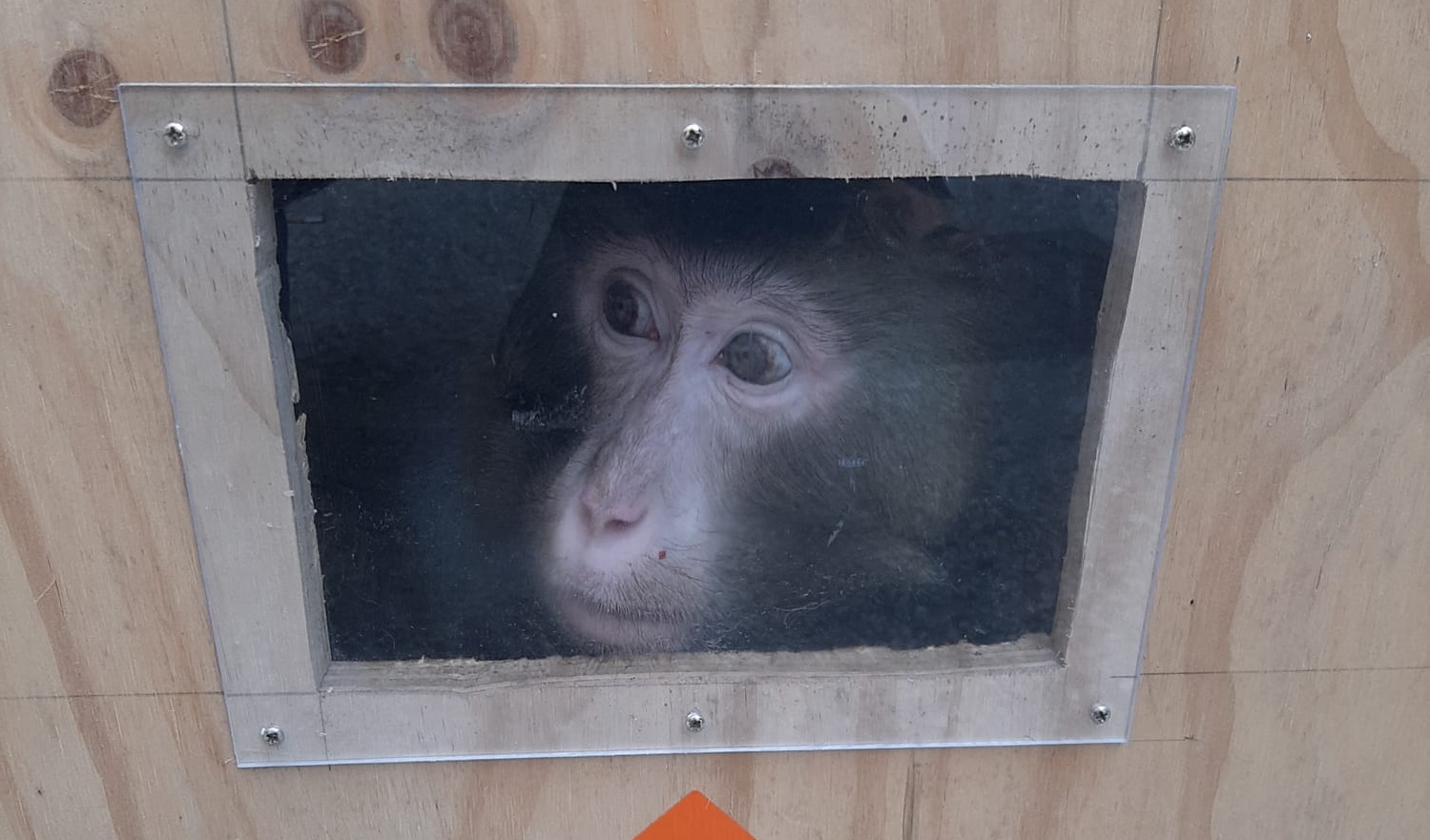 Uno dei tre macachi liberati