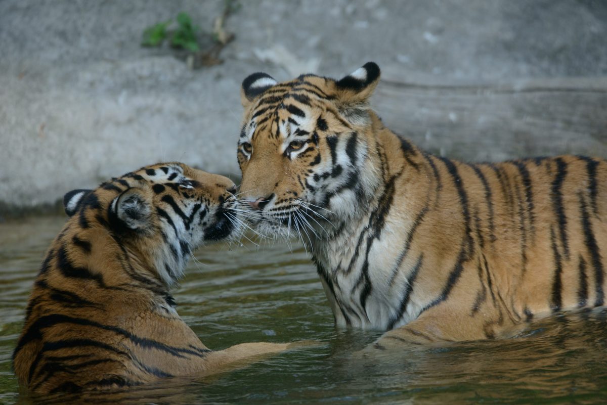 Tigre dell'Amur. Foto Bruna Zavattiero