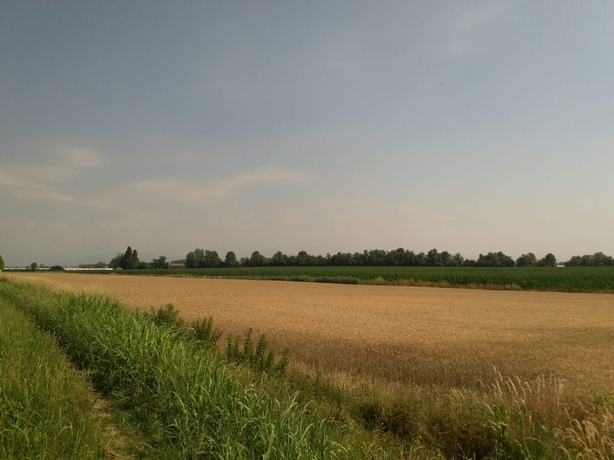 Campi agricoli sul tracciato Buttapietra risorgive