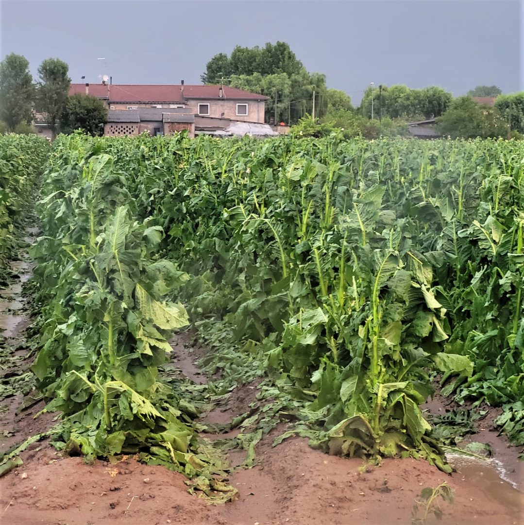 Piantagioni di tabacco danneggiate a Cà degli Oppi