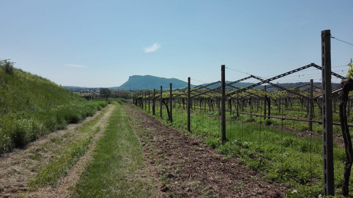 Vigneti Sentieri nel Baldo