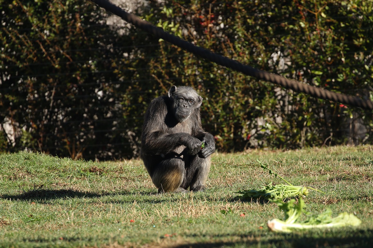 Judy la scimpanzé Parco Natura Viva