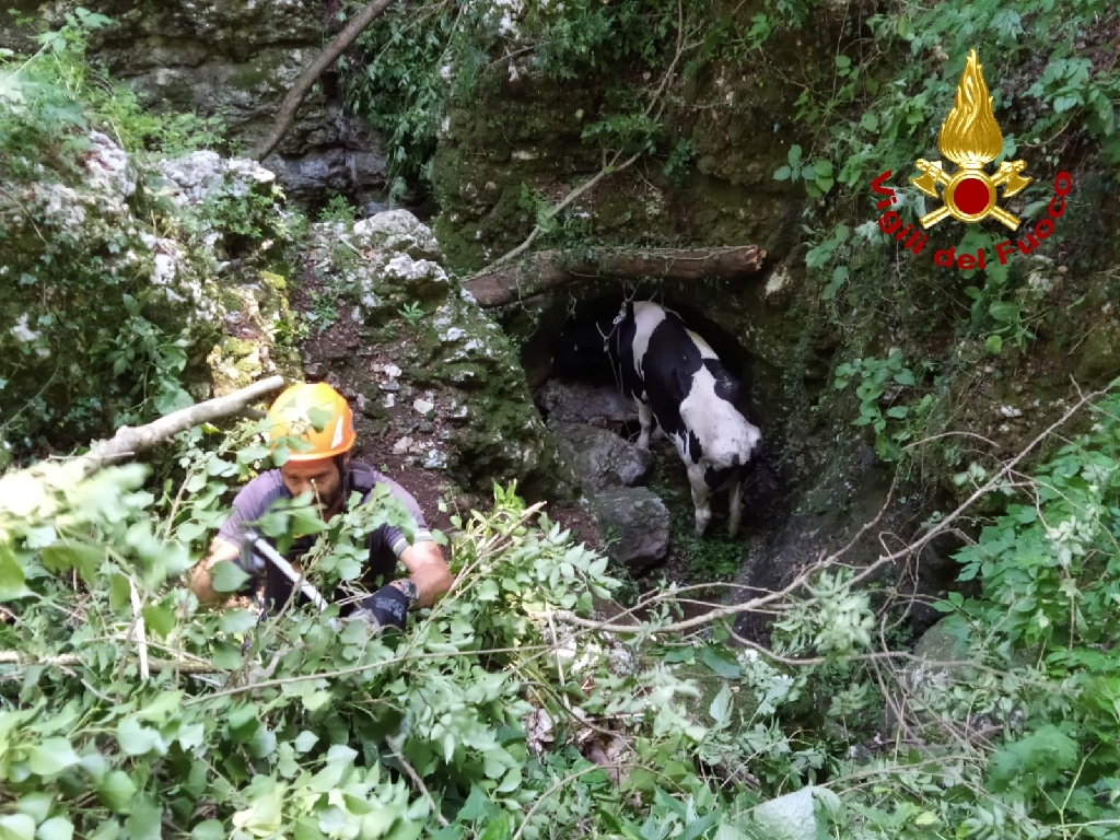 Sant'Anna d'Alfaedo mucca in un crepaccio