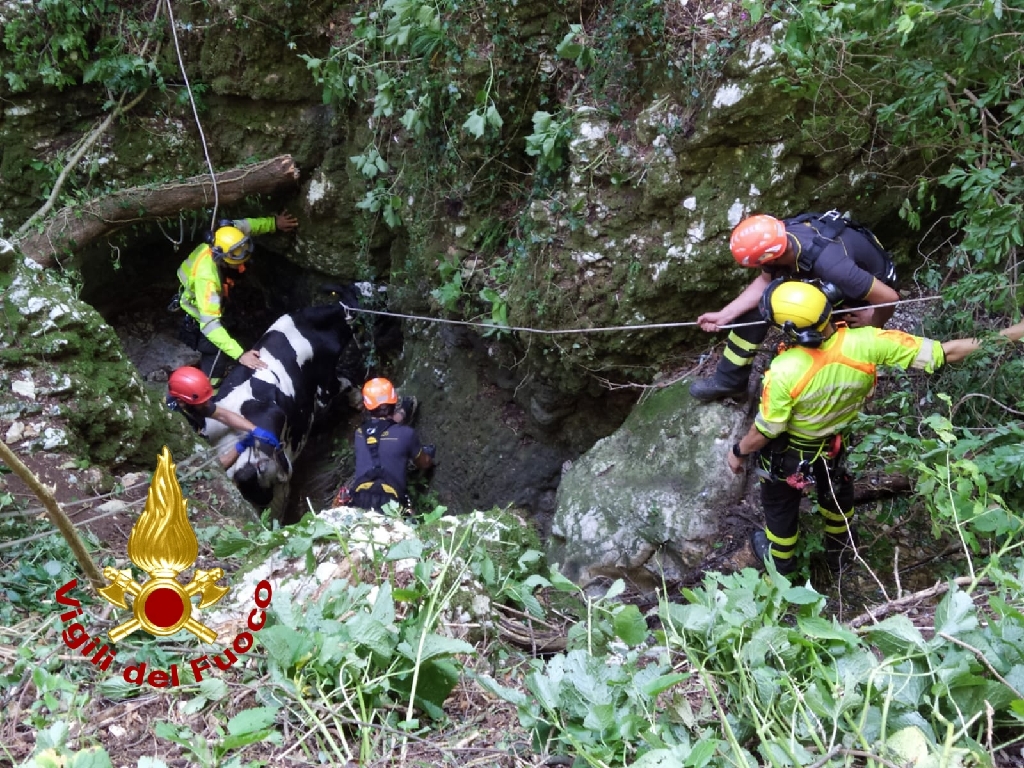 Sant'Anna d'Alfaedo mucca in un crepaccio