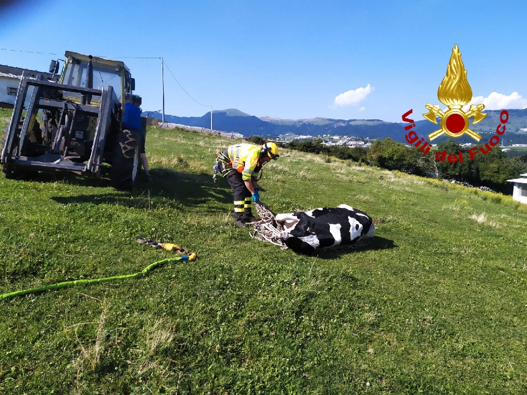 Sant'Anna d'Alfaedo mucca in un crepaccio