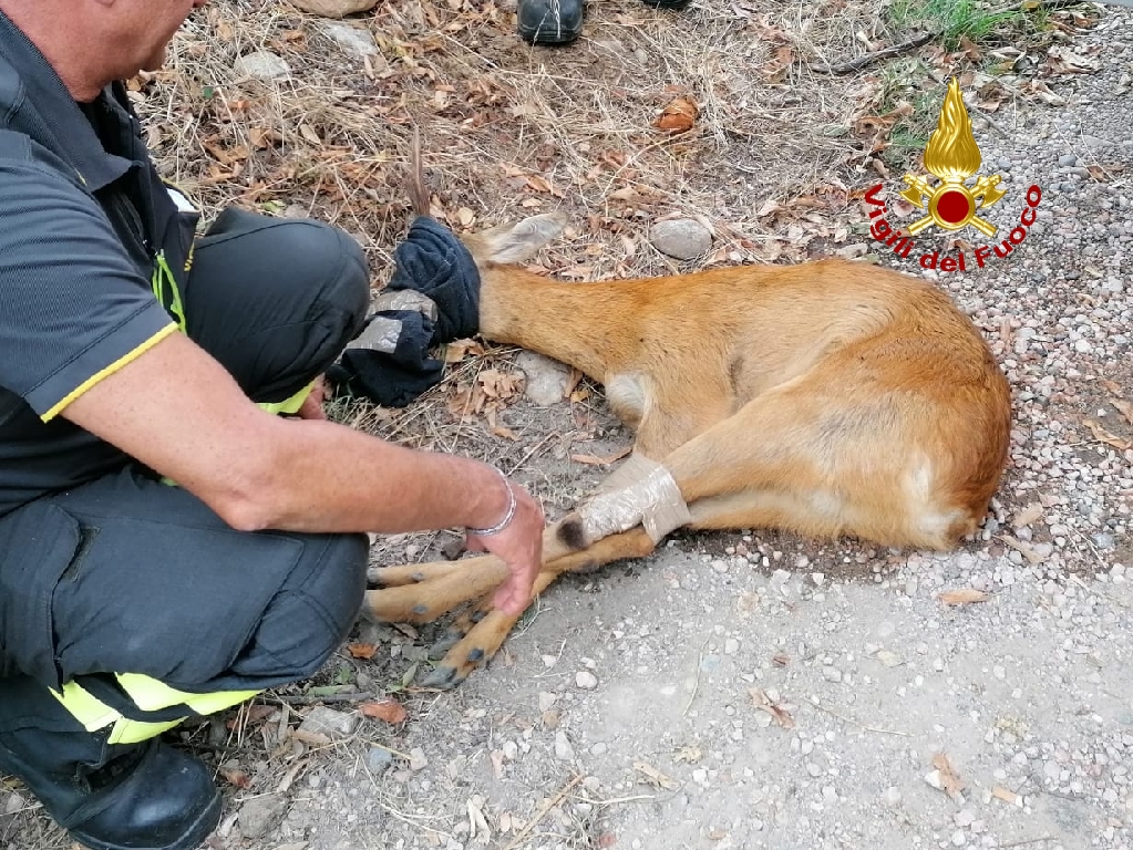 Capriolo Vigili del Fuoco