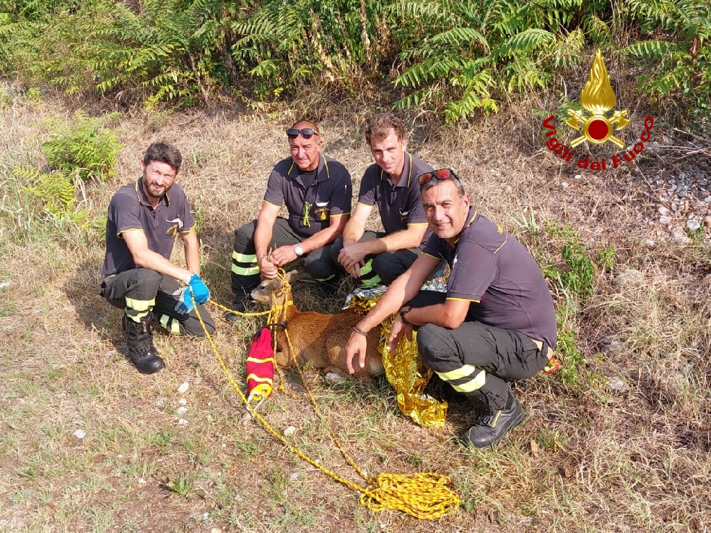 Capriolo Vigili del Fuoco