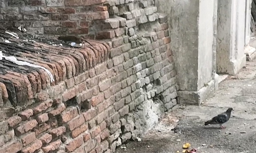 Topi e piccioni a Porta Vescovo