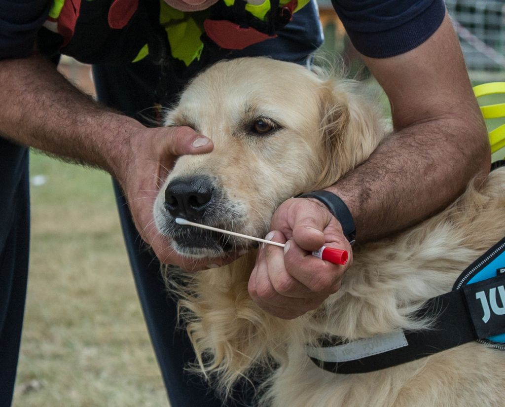 Cani molecolari Bovolone