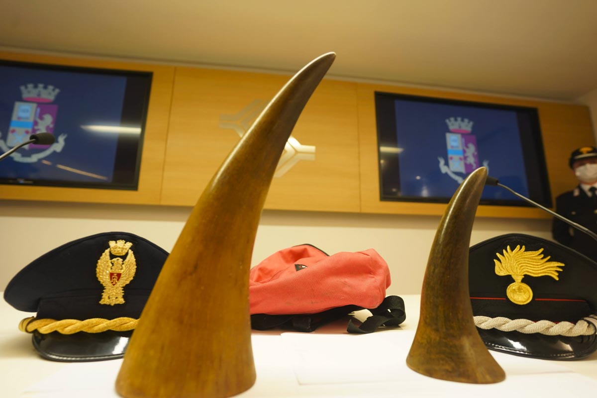 Corni di rinoceronte ritrovati al Catullo