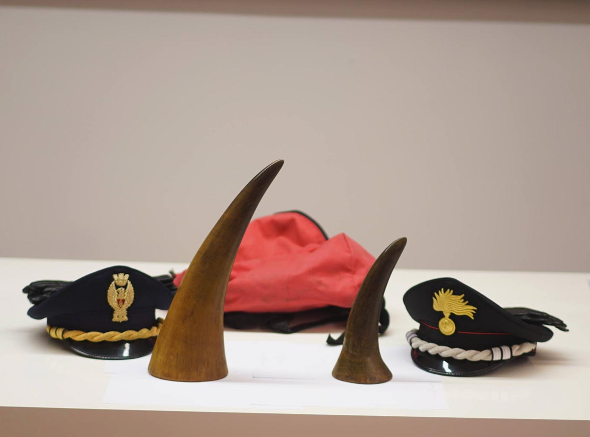 Corni di rinoceronte ritrovati al Catullo