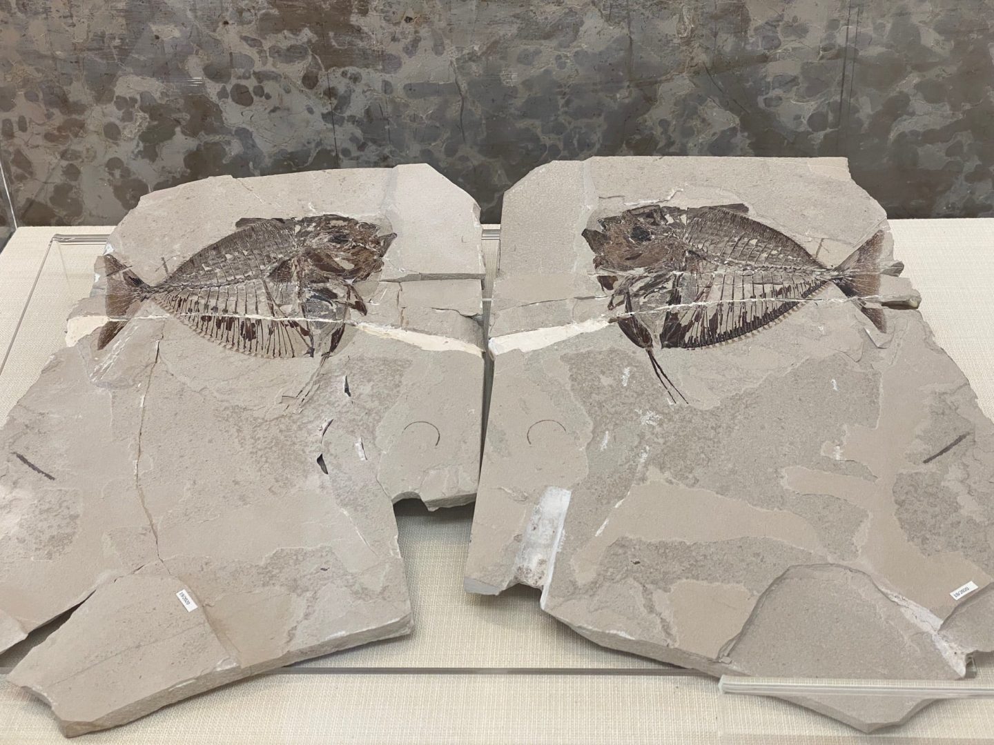 ritrovamenti bolca museo storia naturale verona