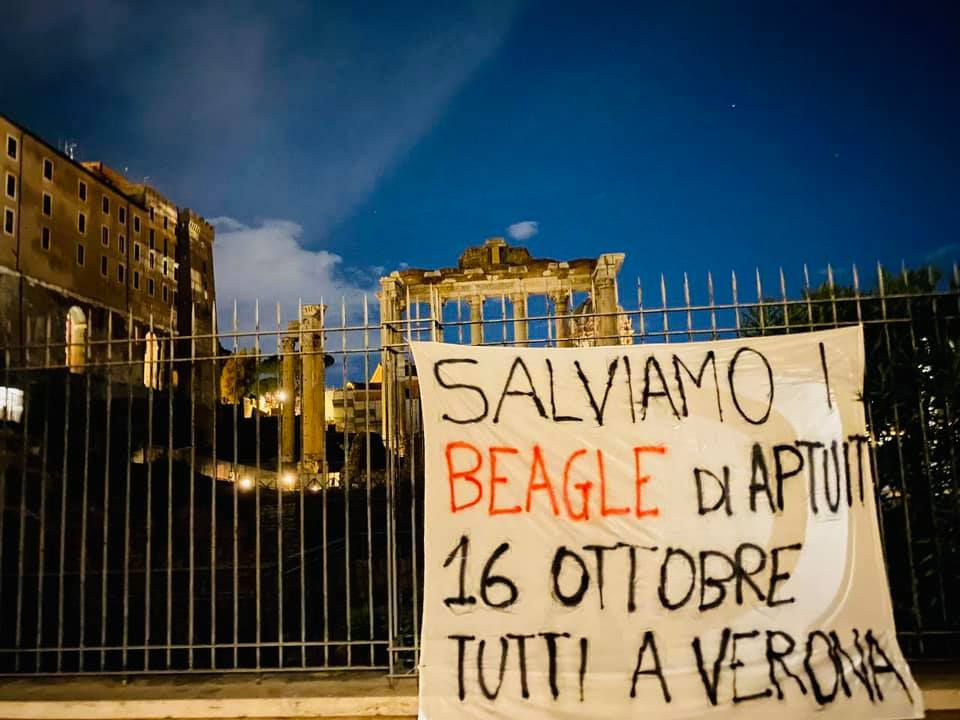 salviamo i beagle aptuit