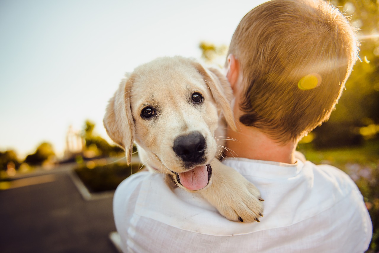 animali uomo Giornata degli animali cane amico cucciolo labrador