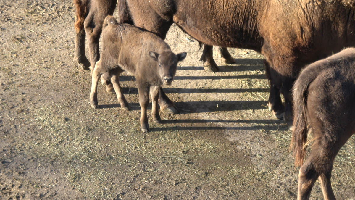 Parco Natura Viva - Eracle