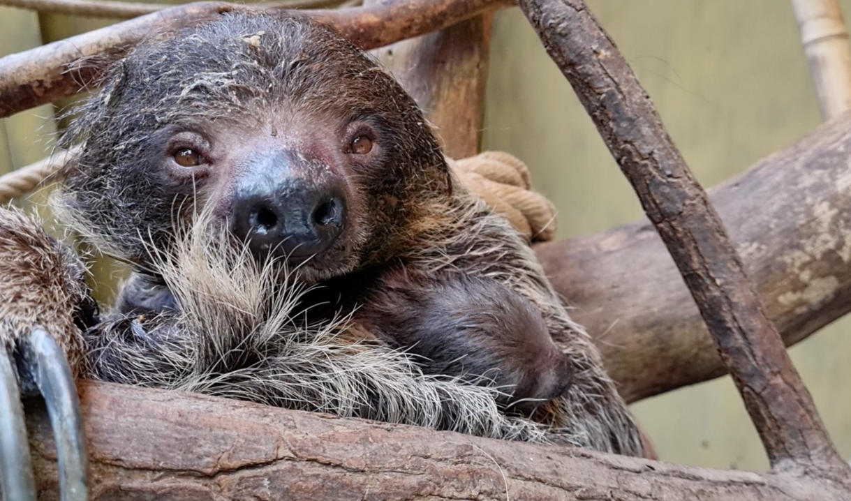 Bradipo Parco Natura Viva Wendy