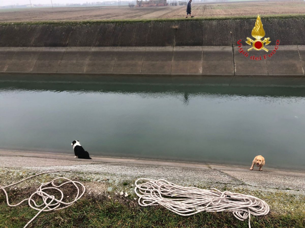 vigili del fuoco cani salvataggio